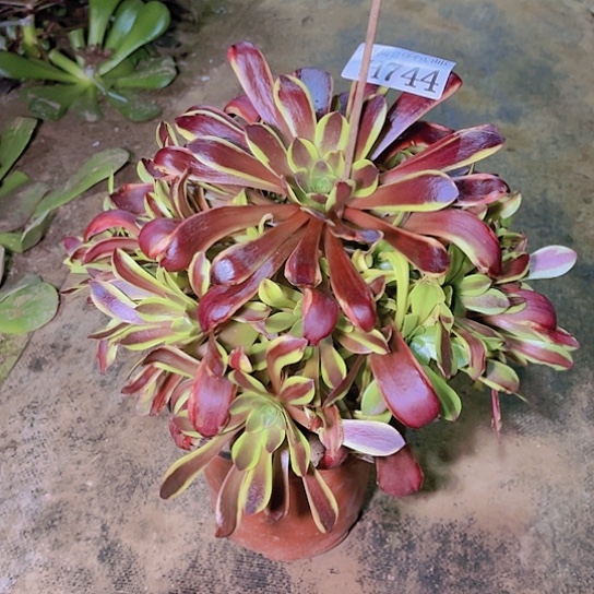 744欧佳丽多肉植物