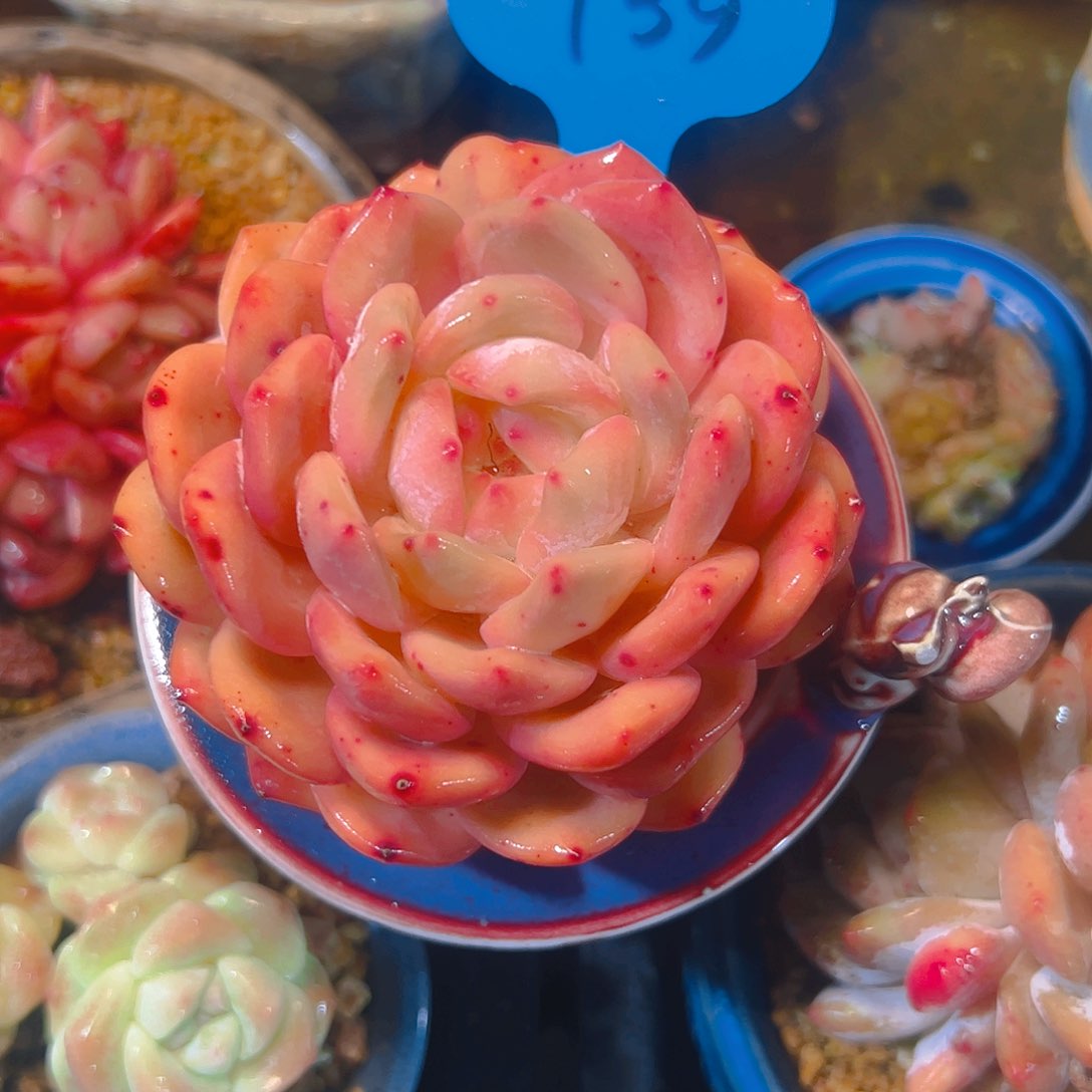 V**i雪天使739号一物一拍