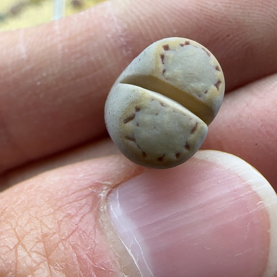 837粗金边饼干清框福利30包邮