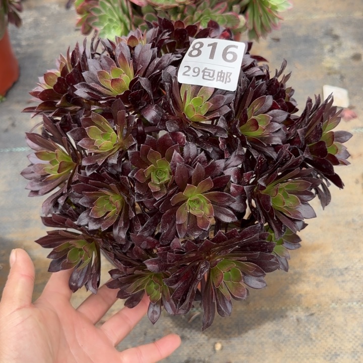 黑法师……多肉植物……