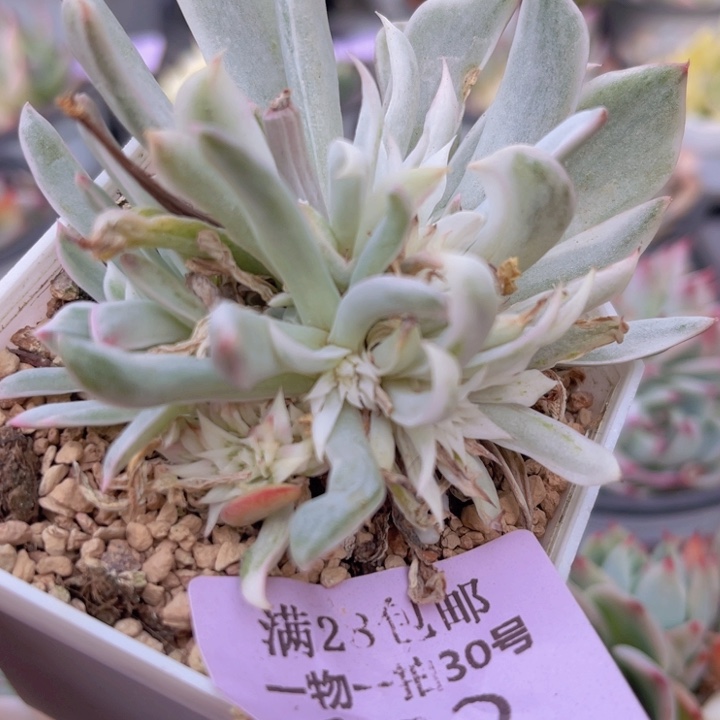 建斯诺娃杂锦多肉植物162