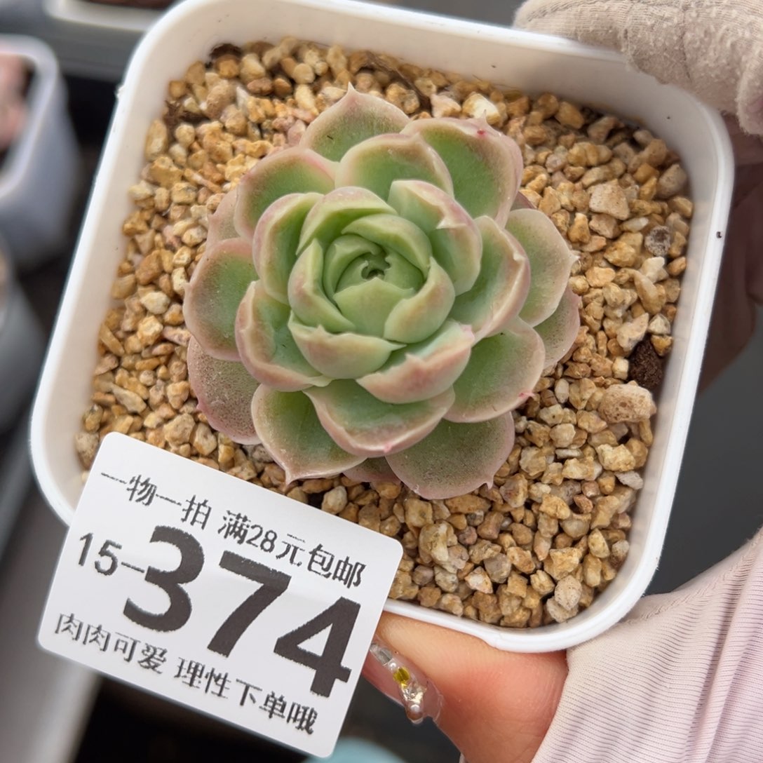 水晶虾饺多肉多肉多肉多肉多肉