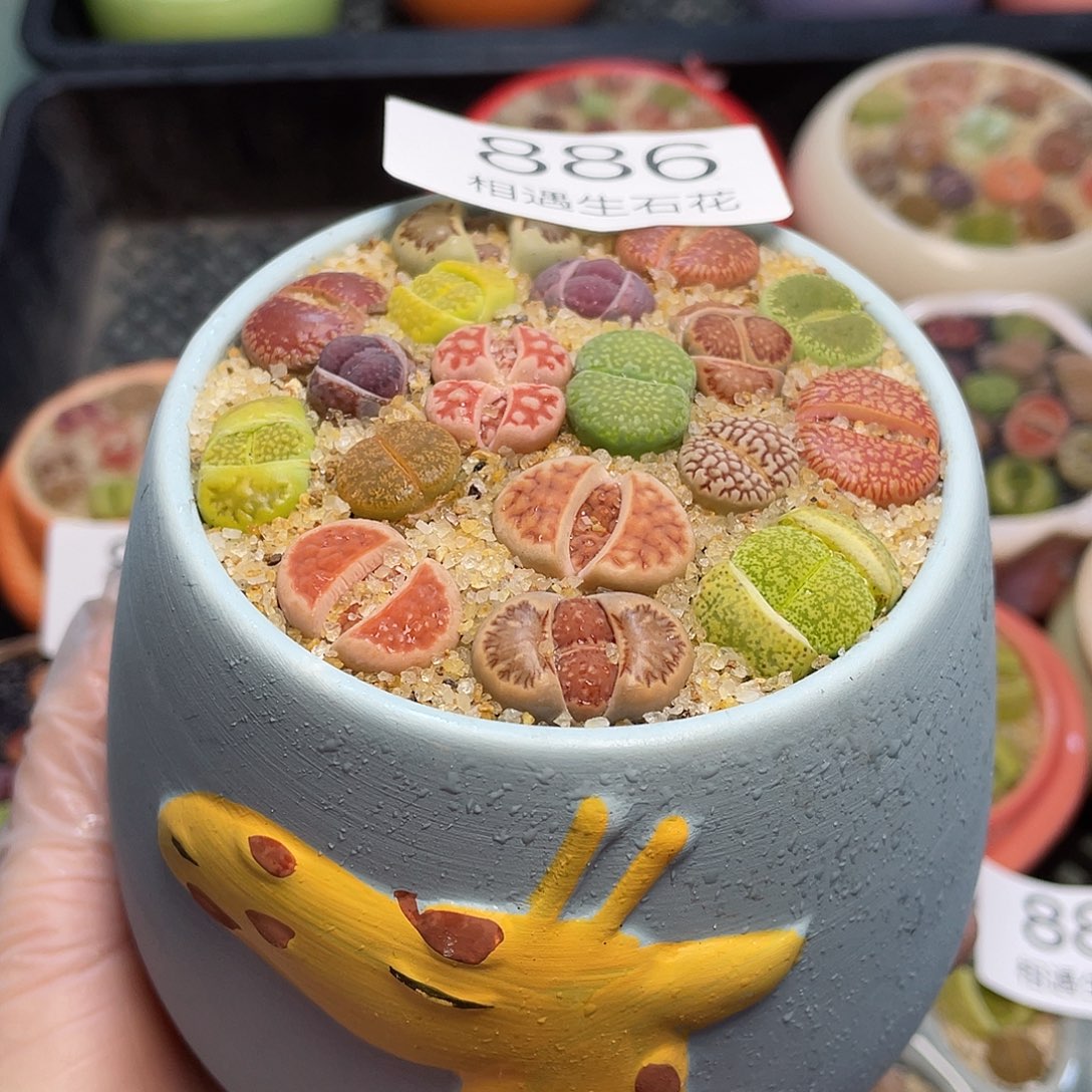 相遇生石花专拍886