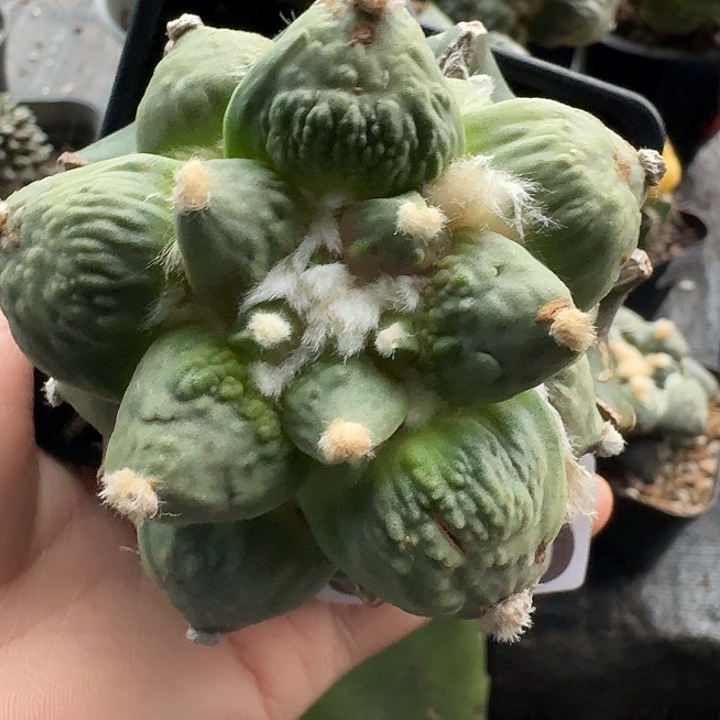 无花朵510栗源怒涛牡丹