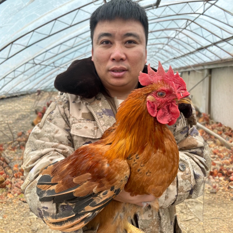 自家粮食鸡大公鸡一只单只