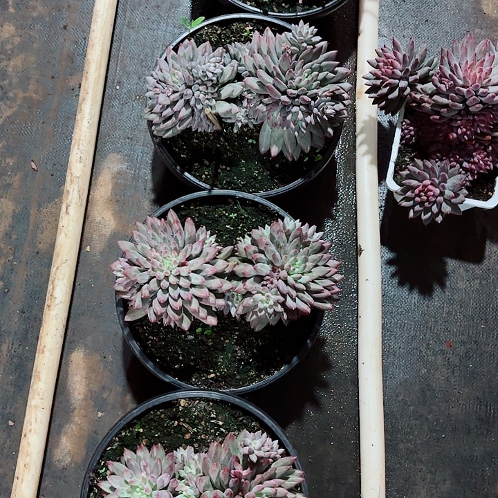 流沙虞美人大双头N个崽精品多肉下播福利