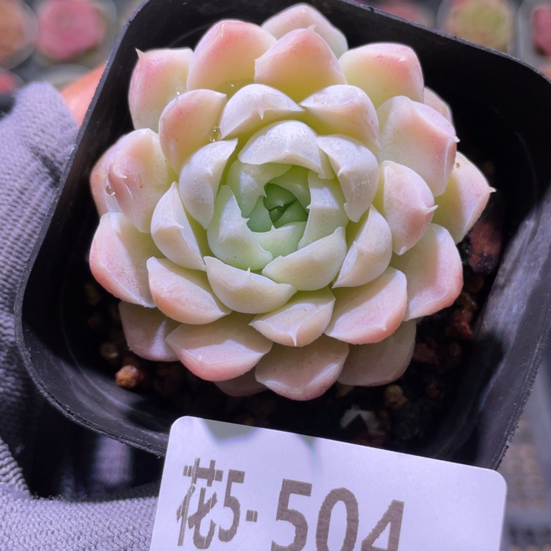 花利美5-504白月影