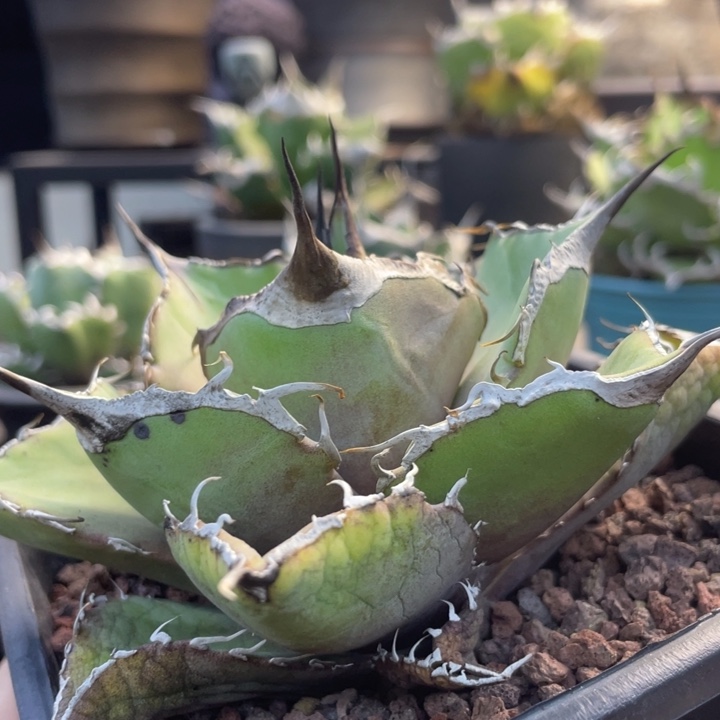 【闪购商品】黑豹。   露养