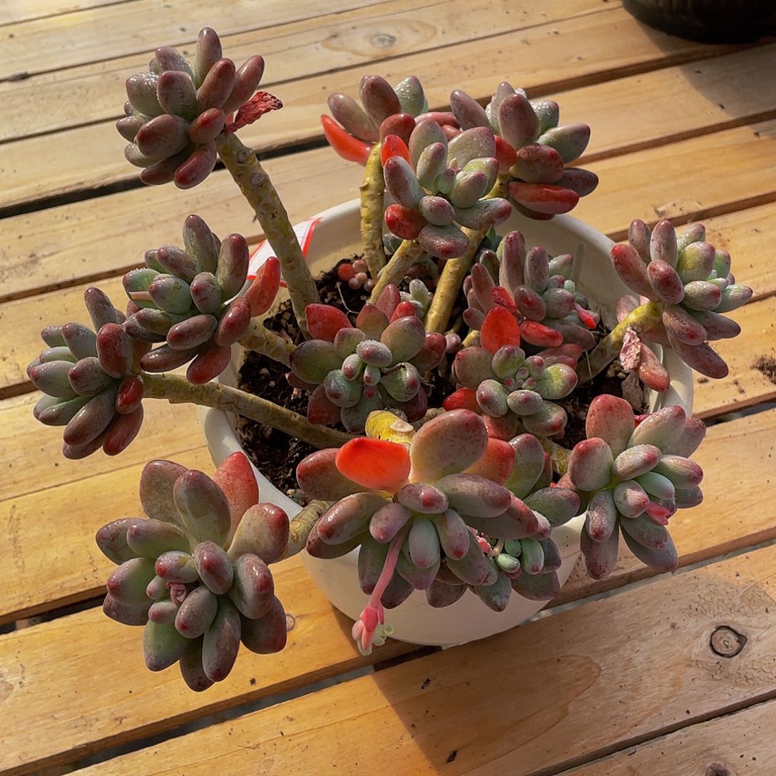 苹果奶多肉植物2027