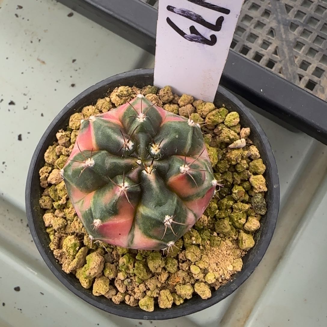 73-0215秋天脱土发多肉