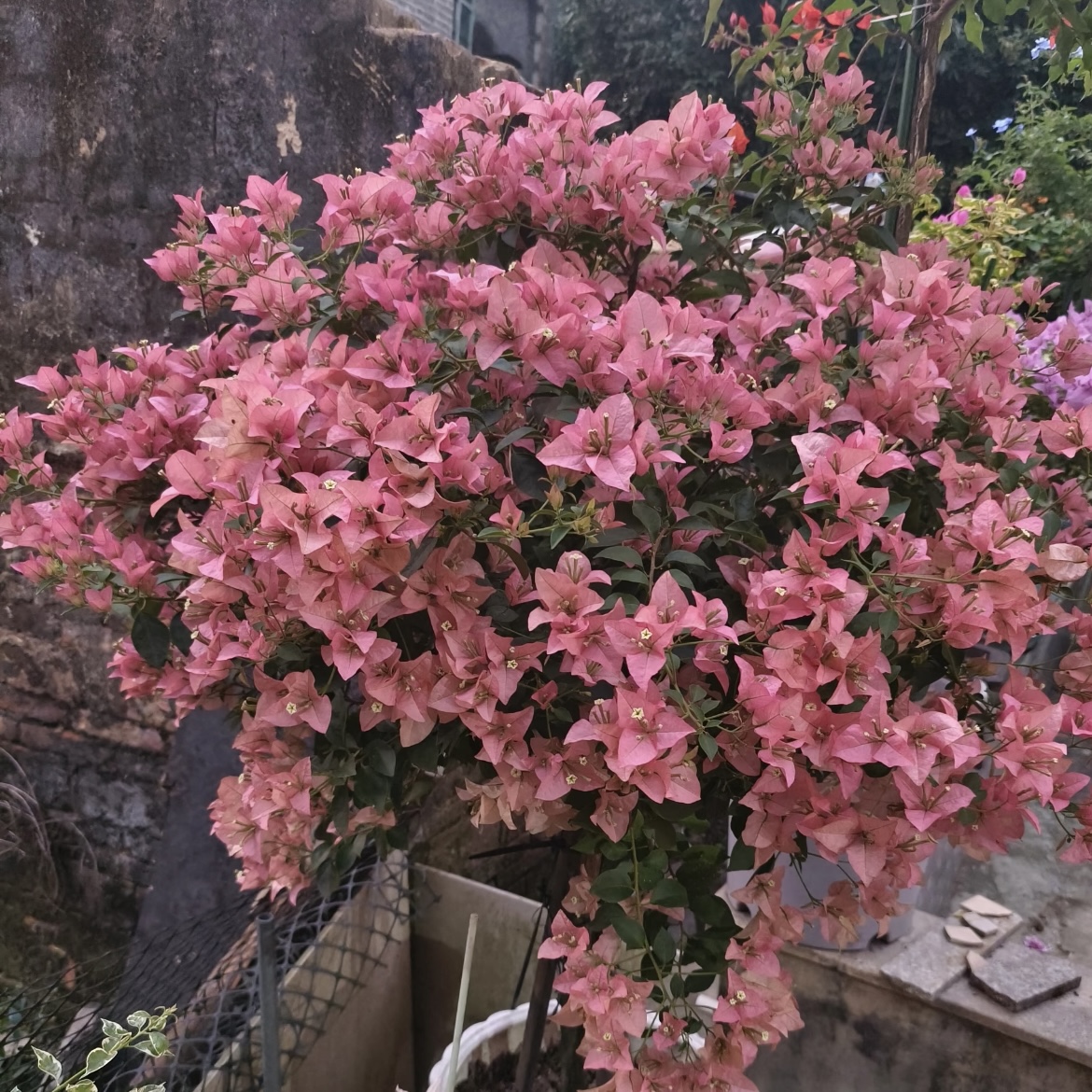 卡亚塔三角梅盆栽花卉庭院阳台爆花强新手易养护