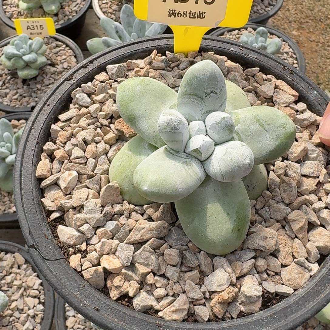 冰***水多肉植物仙女杯A316