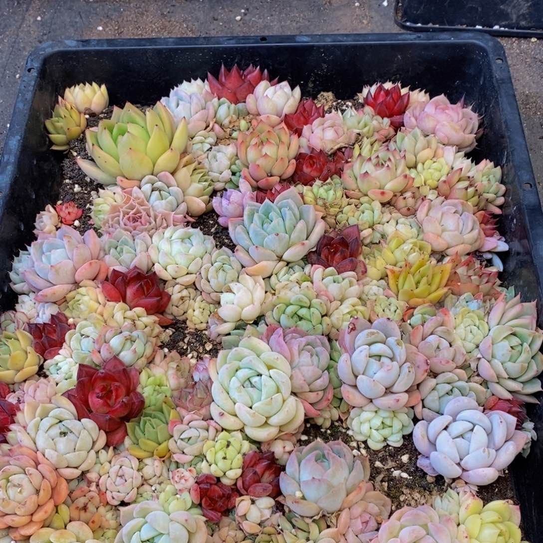 186多肉植物保护研究所所长助理