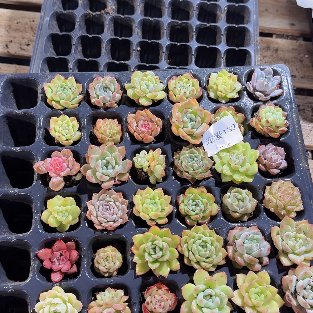 直播福利一物一拍132