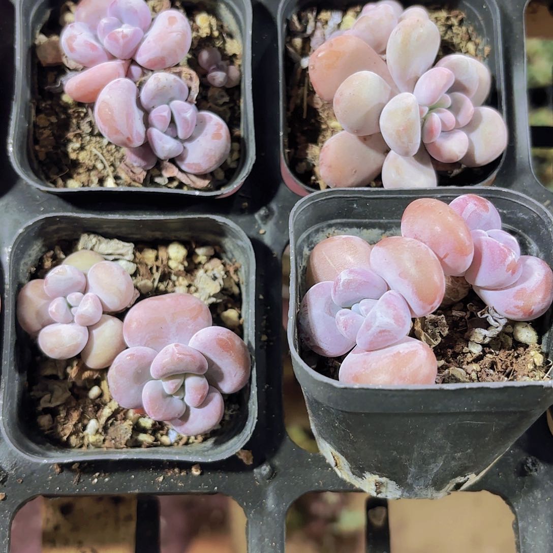 精品老庄粉兔多肉