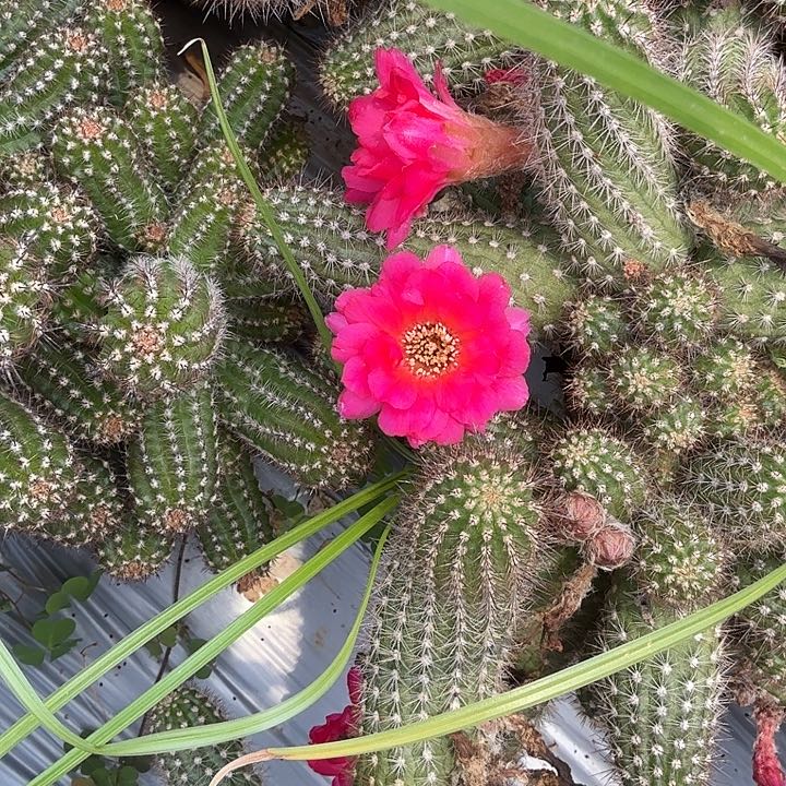 白檀仙人掌894侧芽一个