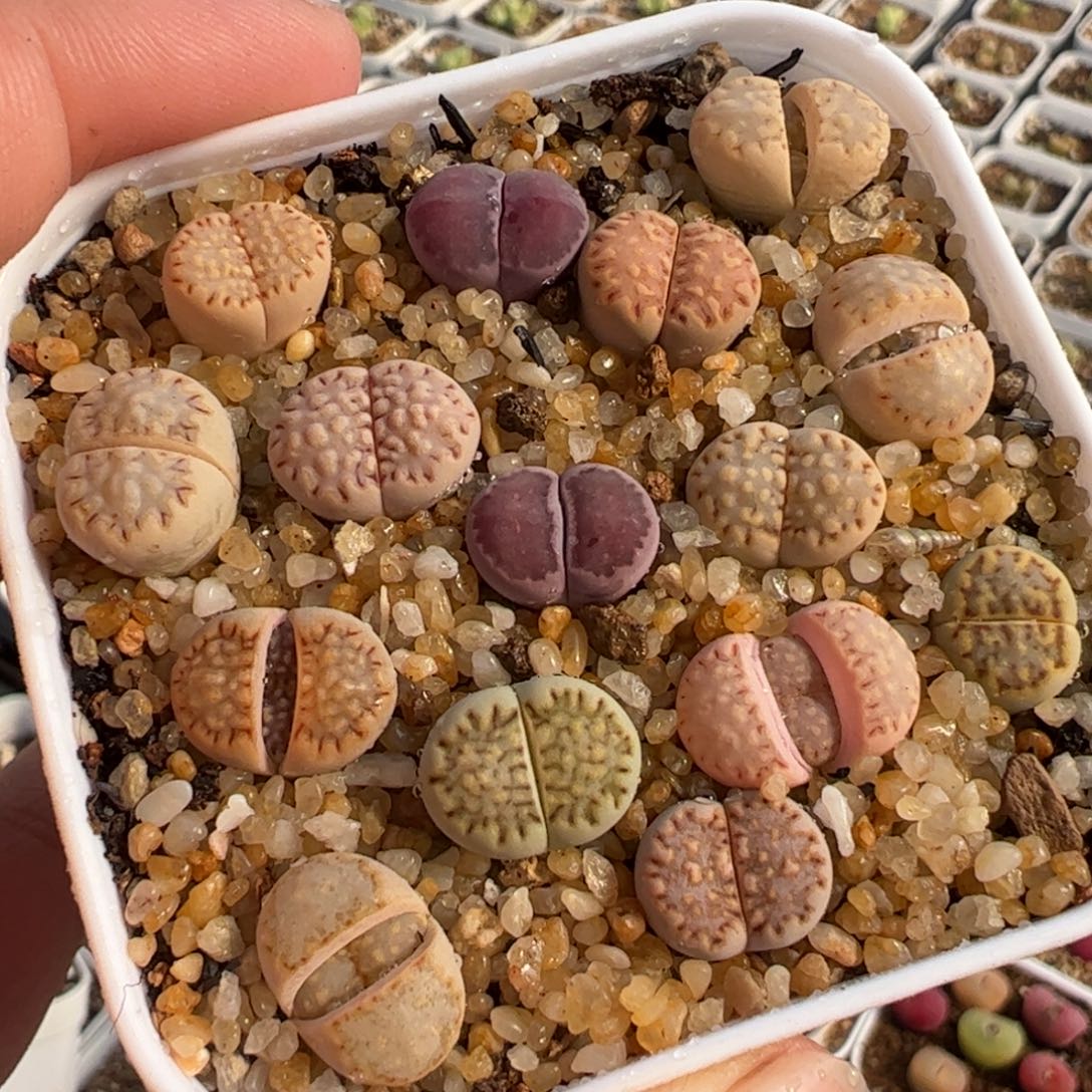 741多肉植物百科