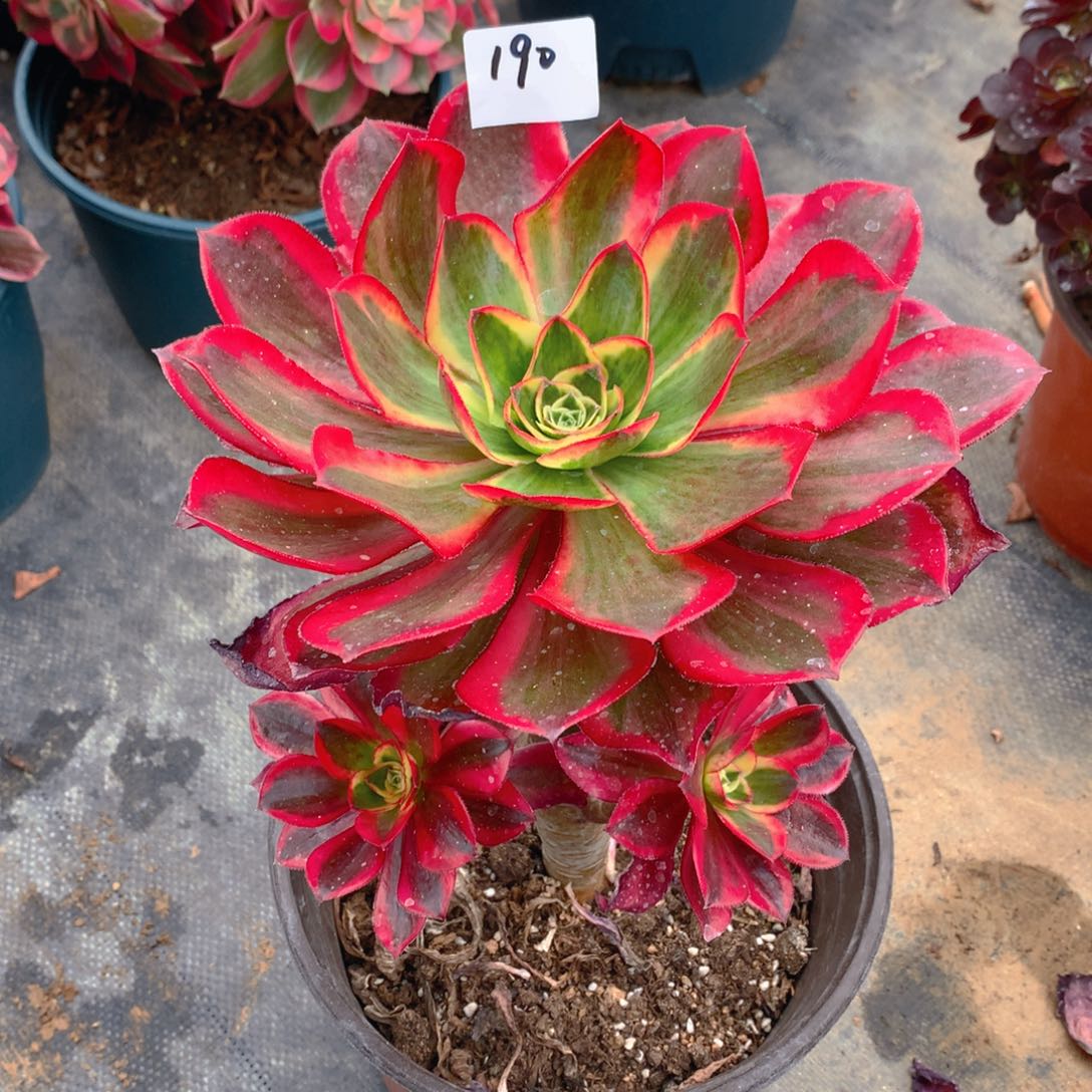 190魅影精品法师多肉