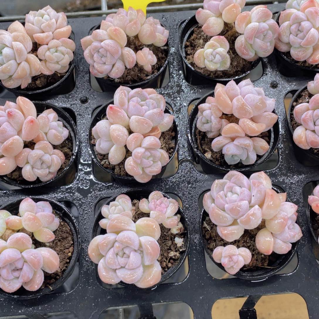 223号 老桩奶糖多头群一个