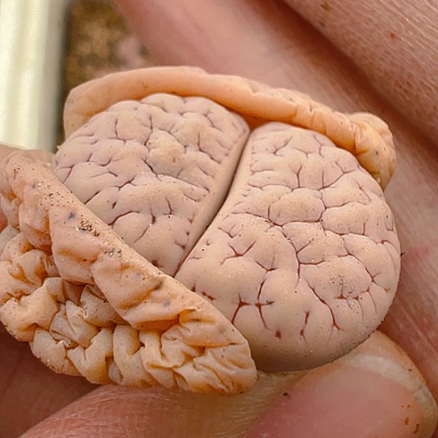 【闪购商品】25141