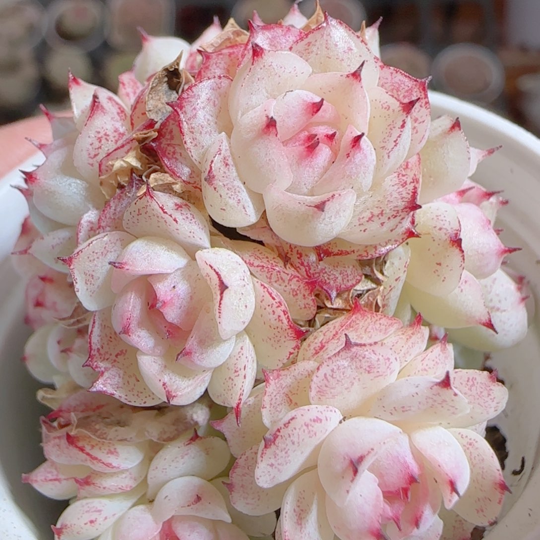 花语多肉0103-317散魔仙