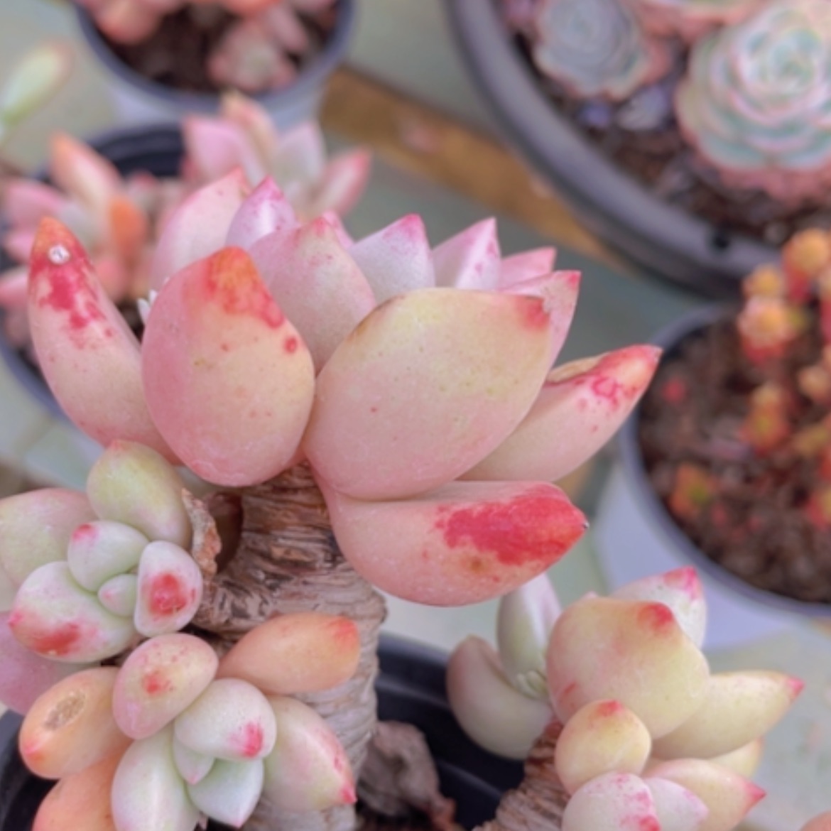 【闪购商品】桃花源1631