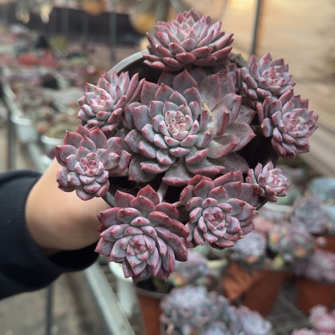 霜花小老桩手捧多肉