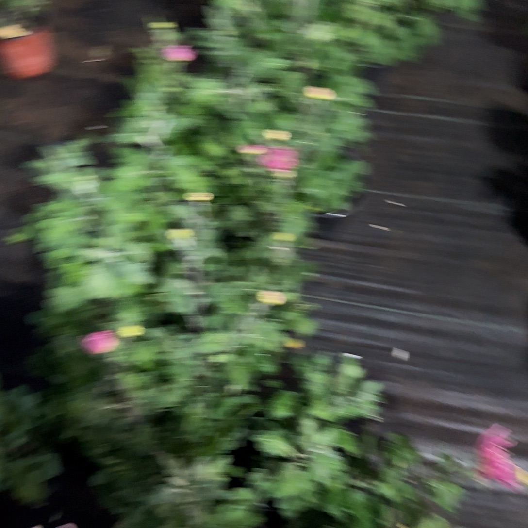 发***哥全部花朵鲜绿一颗