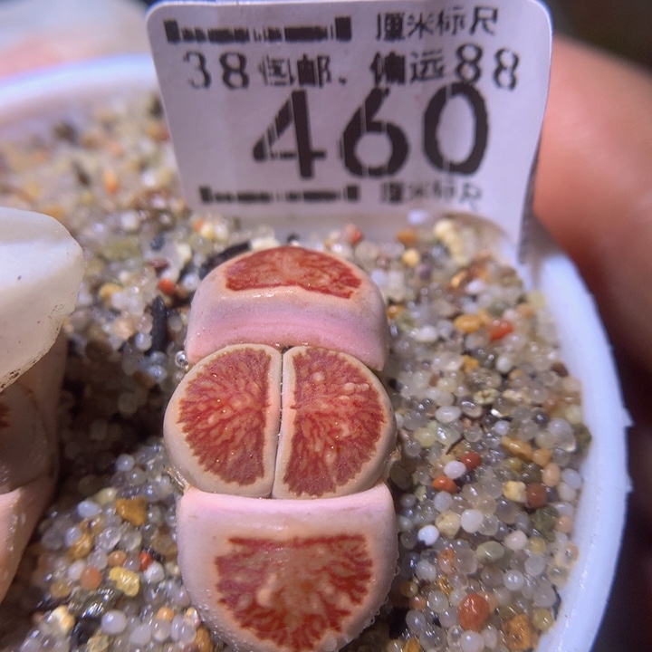 Sss精品生石花460莲花
