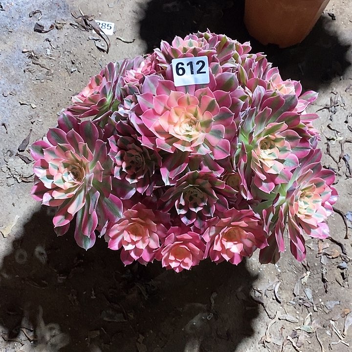 法师植物12345678