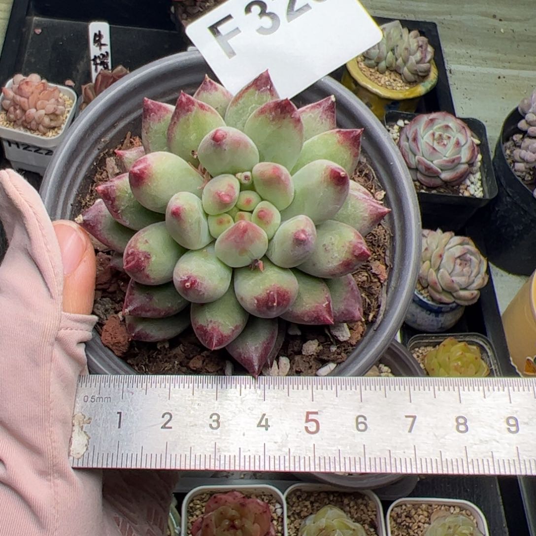 秋**雪329 多肉植物组合盆栽