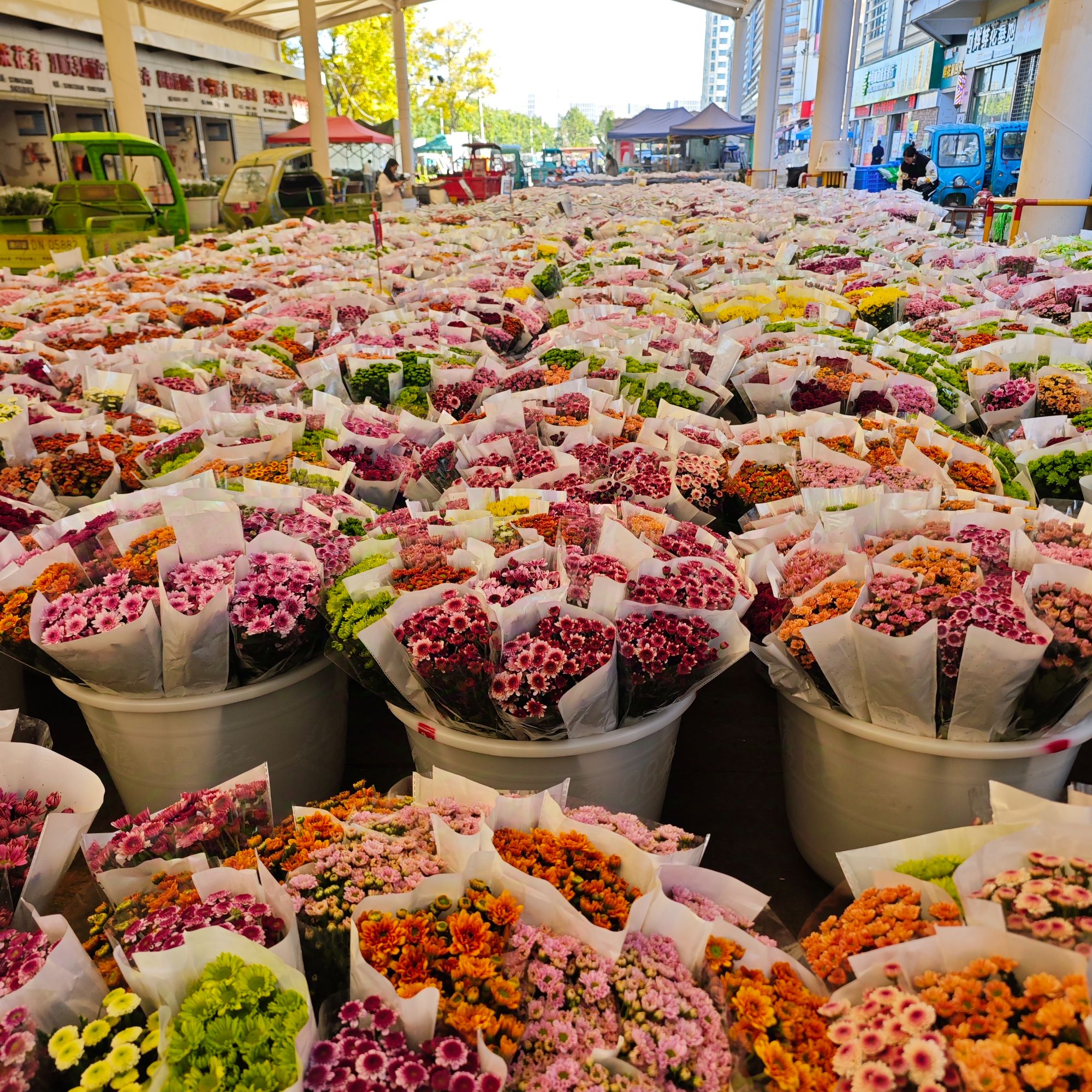【花礼集】云南小雏菊~两单包邮~温度零下拍保温棉不拍冻坏不售后