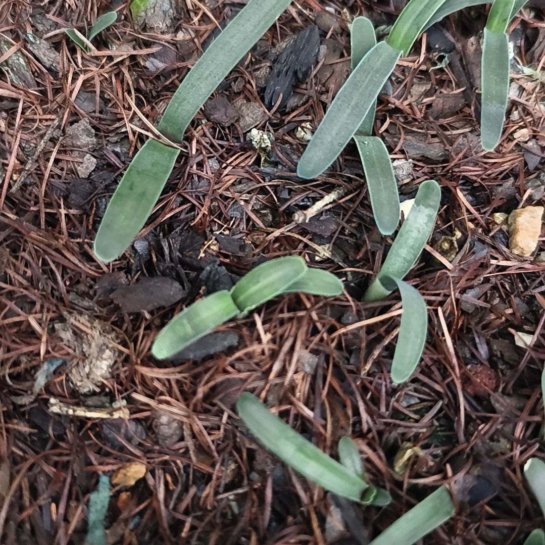 亦***客当前无花栽培后可以开花毛兰苗一颗特惠