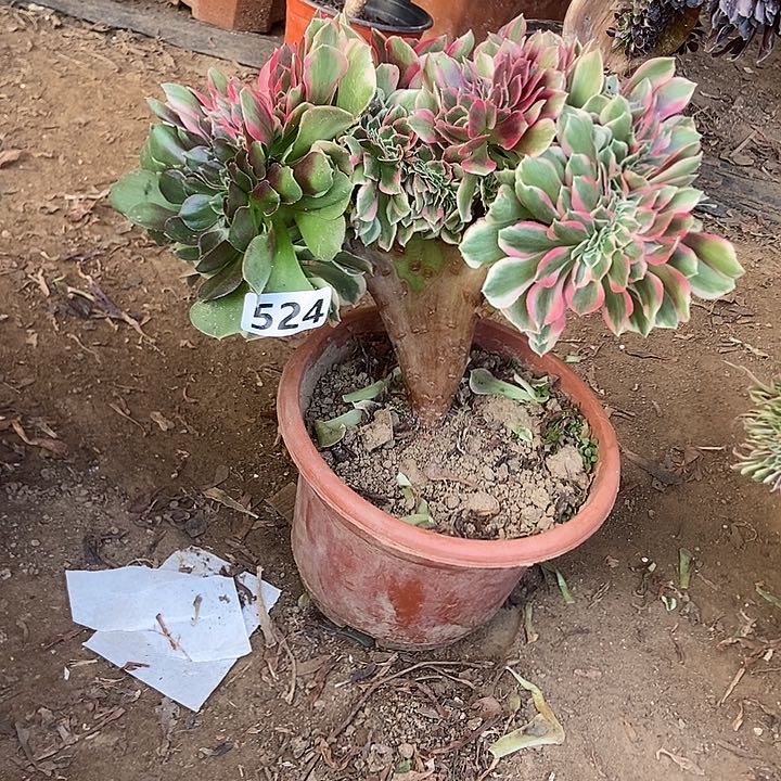 524粉女妖缀化特价阴阳