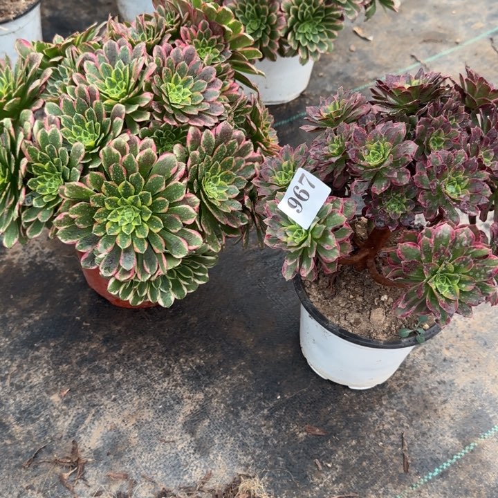 A****n967朝霞➕水果糖包邮。       