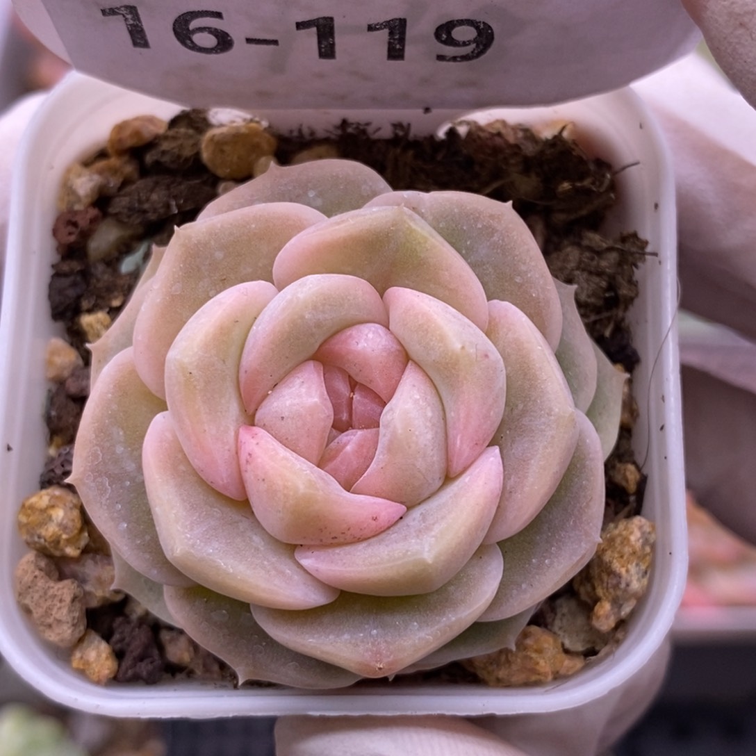 【闪购商品】16-119良辰