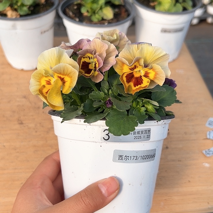 红陶抖音直播闪拍3