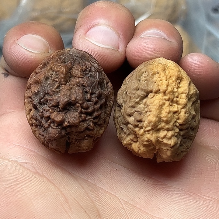 核桃18号爆米花32尺