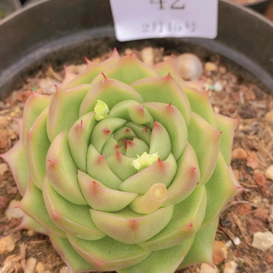 【闪购商品】云42号玉玲珑