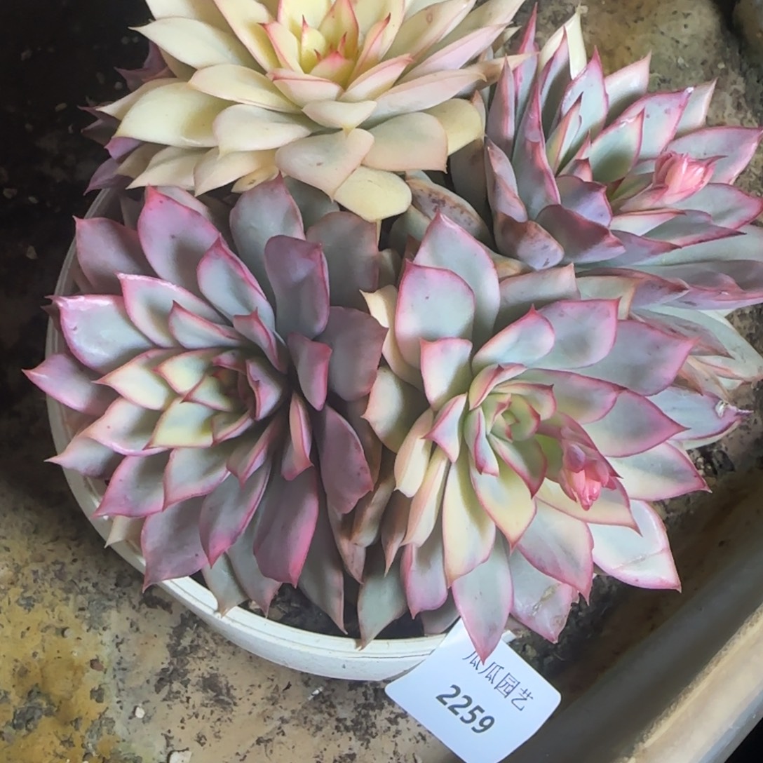 2259月光女神锦多肉植物的