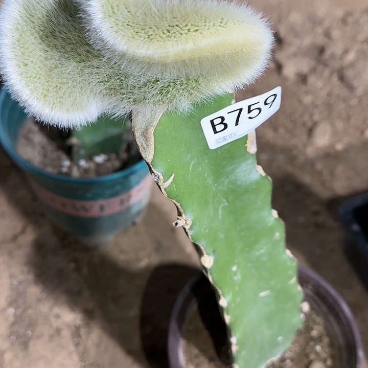 1****1嫁接九尾狐缀化759