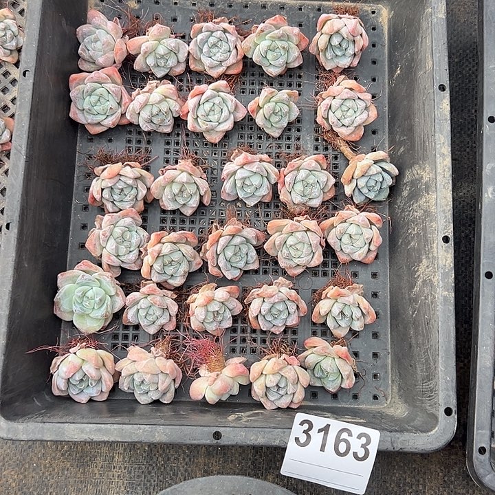 3163，30个单头冰玉已经发根有瑕疵