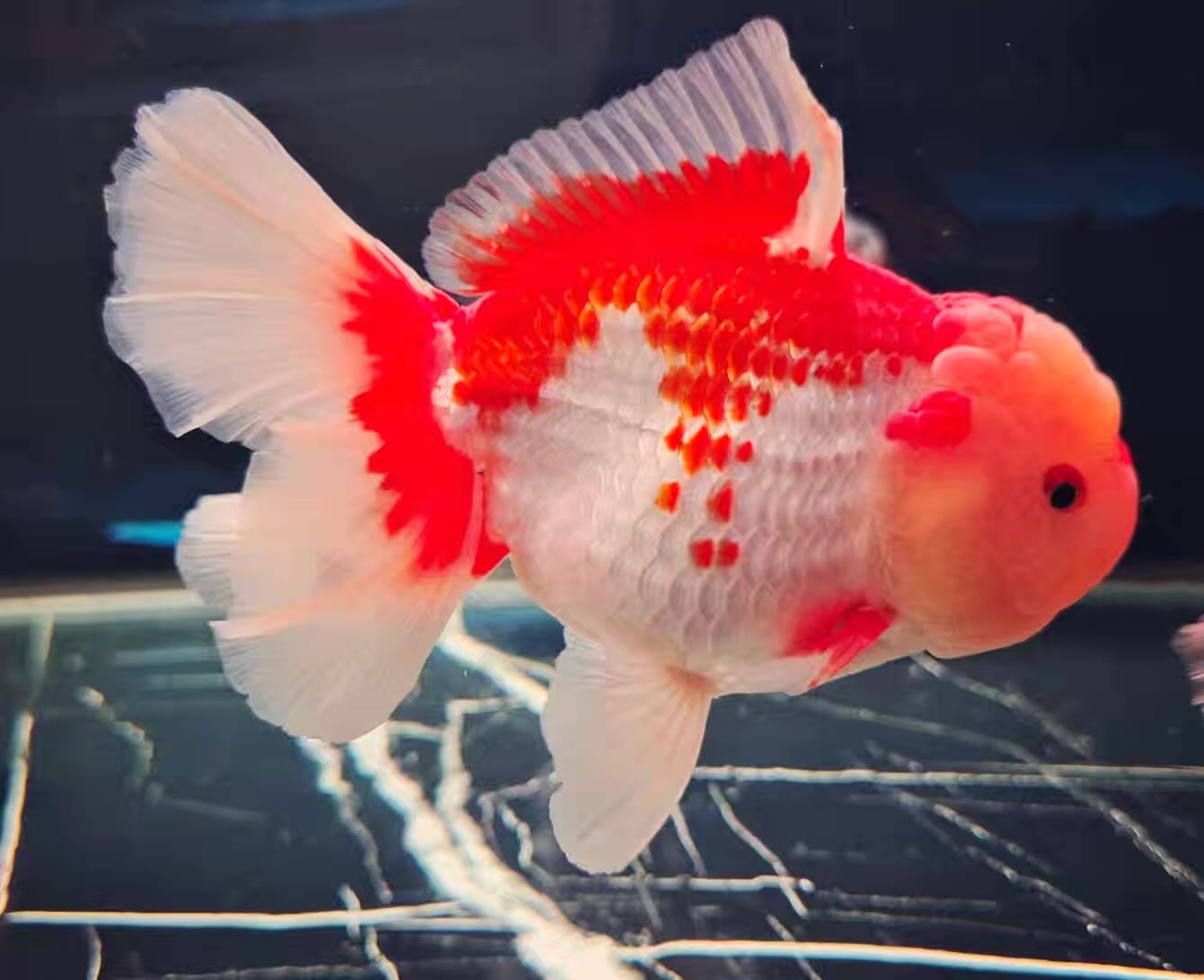 活体精品泰狮金鱼，自家渔场养殖观赏鱼（图片仅供参考）