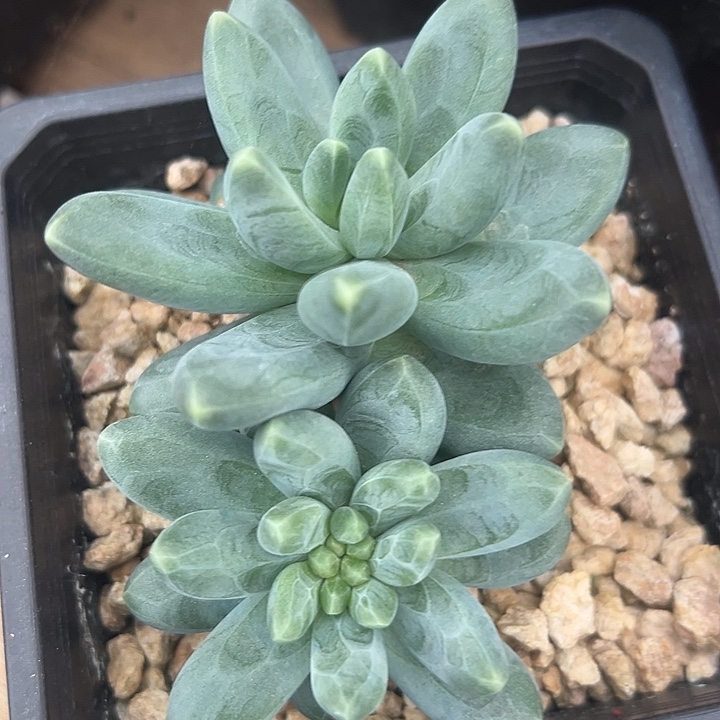 冰朵朵美人一物一拍