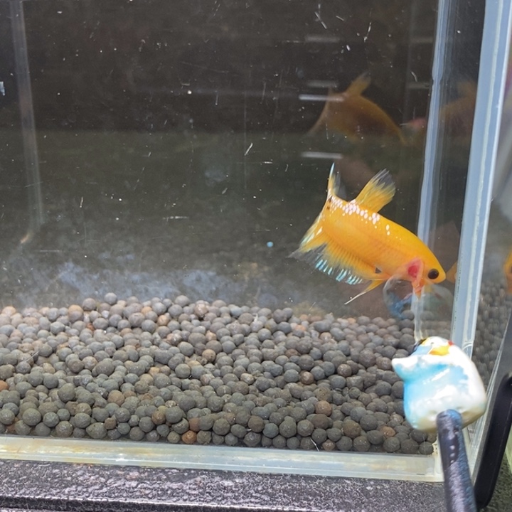 斗鱼泰国斗鱼179号