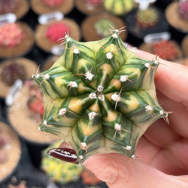 乌贼实生 米哈仙人球