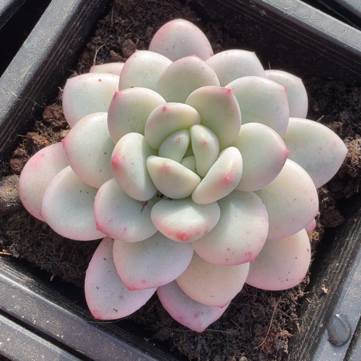 白马锦 腹轮锦一颗多肉锦