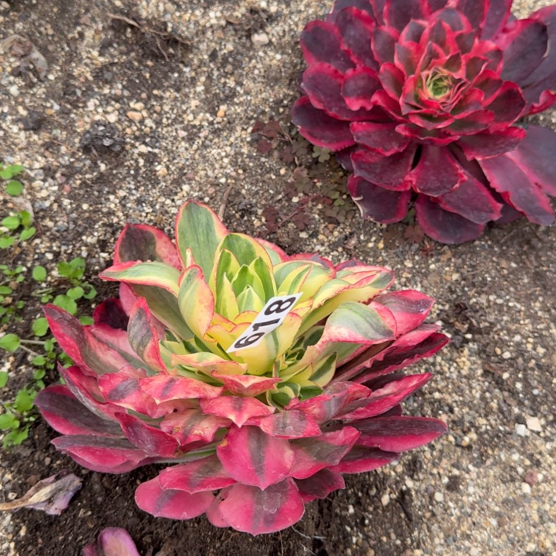 吉***舞618多肉植物如意多肉