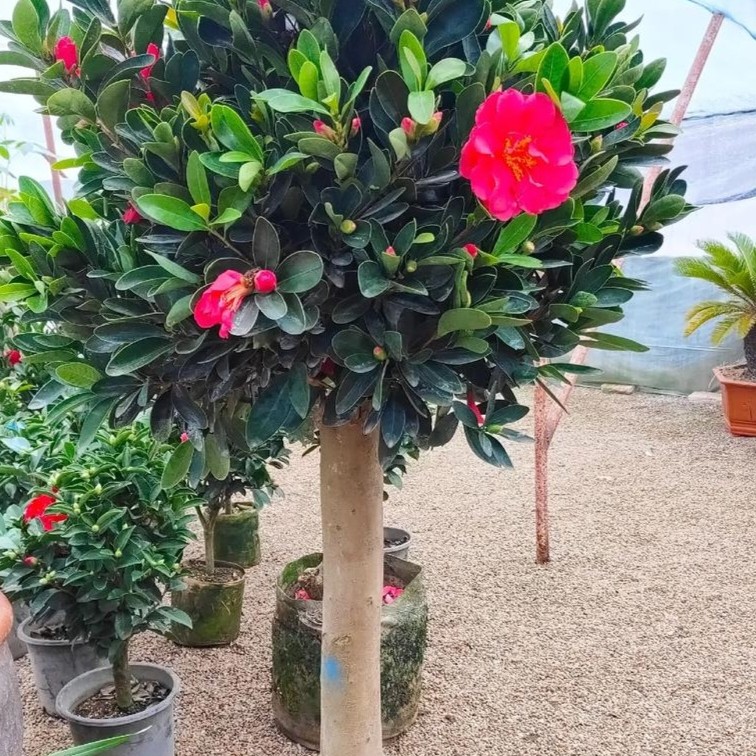 四季茶花带花苞四季开花花卉