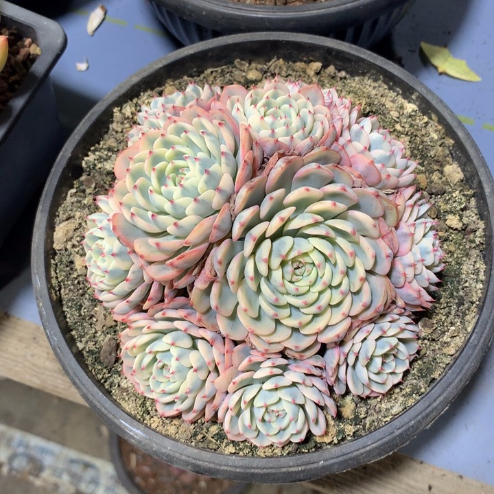 姬莲景，一物一拍，看好下单